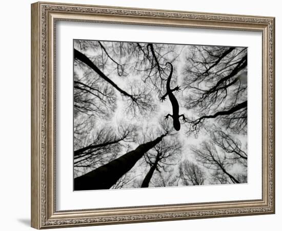 Crested Newt (Triturus Carnifex) Gelderland, The Netherlands, April-Edwin Giesbers-Framed Photographic Print