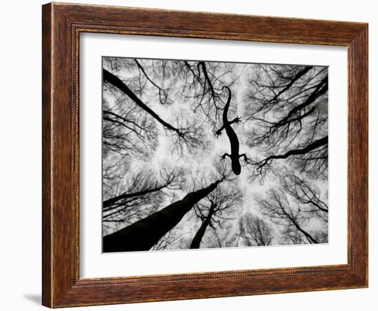 Crested Newt (Triturus Carnifex) Gelderland, The Netherlands, April-Edwin Giesbers-Framed Photographic Print