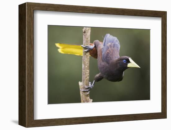 Crested Oropendola-Ken Archer-Framed Photographic Print