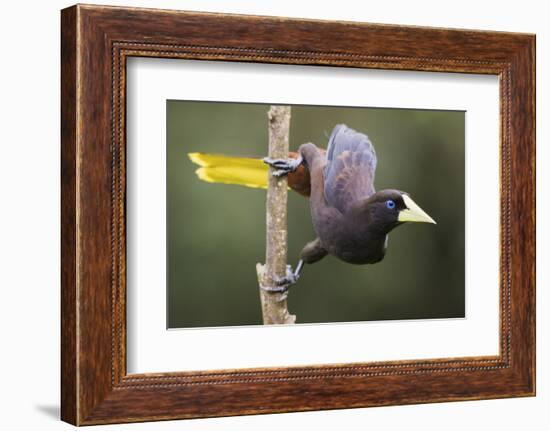 Crested Oropendola-Ken Archer-Framed Photographic Print