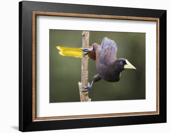 Crested Oropendola-Ken Archer-Framed Photographic Print