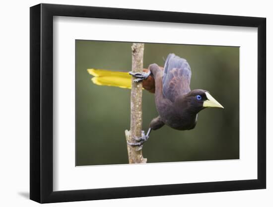 Crested Oropendola-Ken Archer-Framed Photographic Print