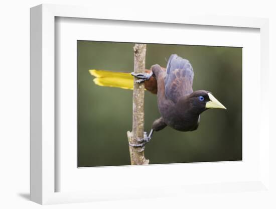 Crested Oropendola-Ken Archer-Framed Photographic Print