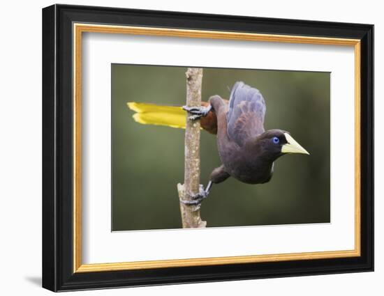 Crested Oropendola-Ken Archer-Framed Photographic Print