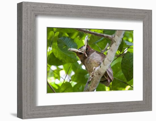 Crested Owl (Lophostrix Cristata) Lowland Rainforests Near Cristalino Jungle Lodge-Nick Garbutt-Framed Photographic Print