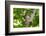 Crested Owl (Lophostrix Cristata) Lowland Rainforests Near Cristalino Jungle Lodge-Nick Garbutt-Framed Photographic Print