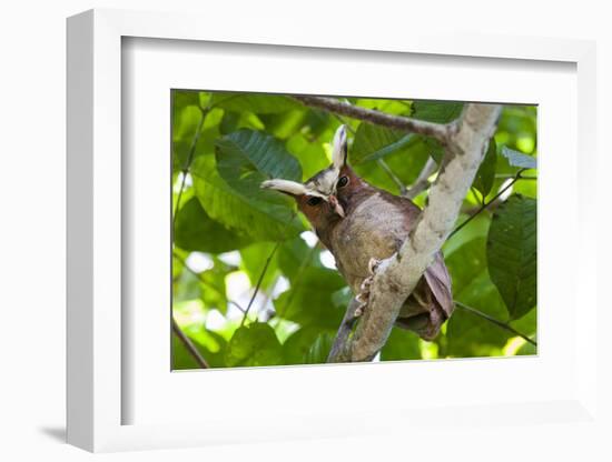 Crested Owl (Lophostrix Cristata) Lowland Rainforests Near Cristalino Jungle Lodge-Nick Garbutt-Framed Photographic Print