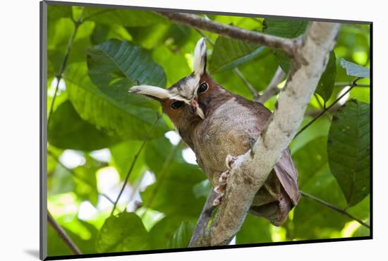 Crested Owl (Lophostrix Cristata) Lowland Rainforests Near Cristalino Jungle Lodge-Nick Garbutt-Mounted Photographic Print