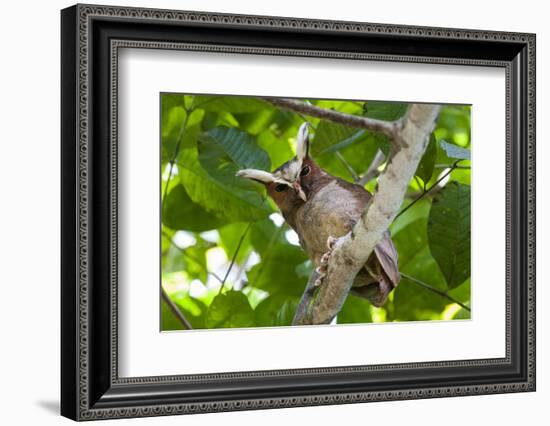 Crested Owl (Lophostrix Cristata) Lowland Rainforests Near Cristalino Jungle Lodge-Nick Garbutt-Framed Photographic Print