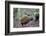 Crested partridge (Rollulus rouloul) female. Captive in  UK.-Robin Chittenden-Framed Photographic Print
