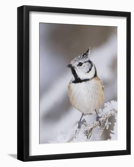 Crested Tit Adult on Frozen Branch in Winter, Minus 15 Celsius, Switzerland-Rolf Nussbaumer-Framed Photographic Print