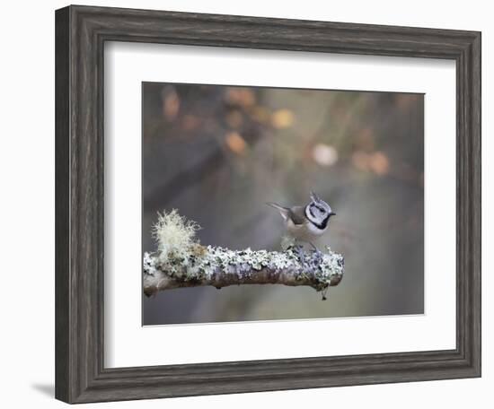 Crested Tit in Scotland with Autum leaves-Sue Demetriou-Framed Photographic Print