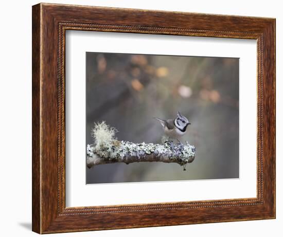 Crested Tit in Scotland with Autum leaves-Sue Demetriou-Framed Photographic Print