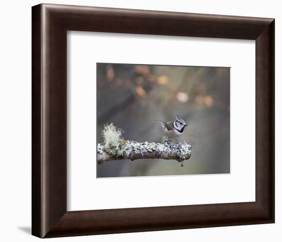 Crested Tit in Scotland with Autum leaves-Sue Demetriou-Framed Photographic Print