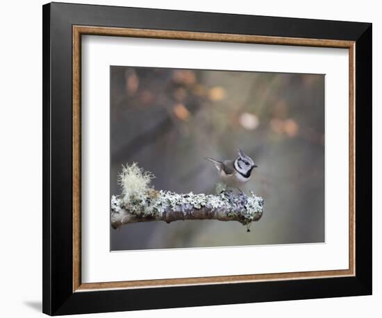 Crested Tit in Scotland with Autum leaves-Sue Demetriou-Framed Photographic Print