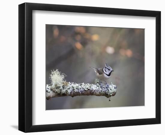 Crested Tit in Scotland with Autum leaves-Sue Demetriou-Framed Photographic Print