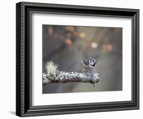 Crested Tit in Scotland with Autum leaves-Sue Demetriou-Framed Photographic Print