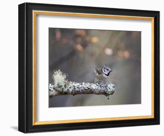 Crested Tit in Scotland with Autum leaves-Sue Demetriou-Framed Photographic Print