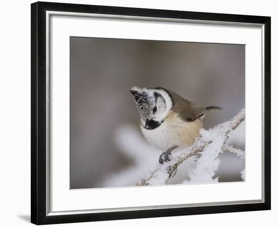 Crested Tit, Lenzerheide, Switzerland-Rolf Nussbaumer-Framed Photographic Print