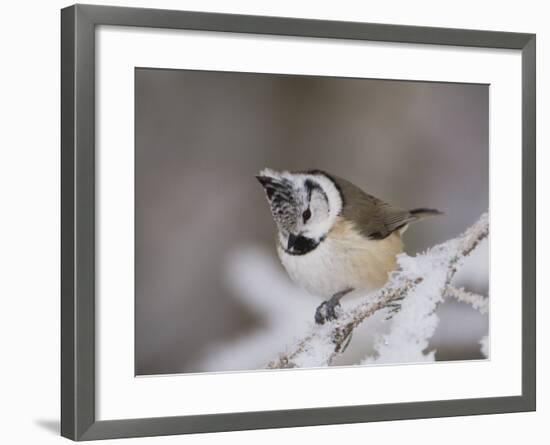 Crested Tit, Lenzerheide, Switzerland-Rolf Nussbaumer-Framed Photographic Print