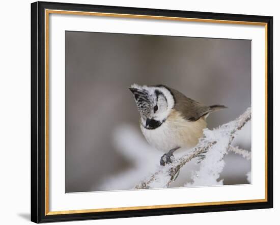 Crested Tit, Lenzerheide, Switzerland-Rolf Nussbaumer-Framed Photographic Print