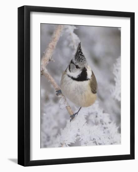 Crested Tit, Lenzerheide, Switzerland-Rolf Nussbaumer-Framed Photographic Print