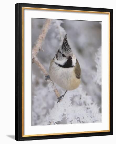 Crested Tit, Lenzerheide, Switzerland-Rolf Nussbaumer-Framed Photographic Print