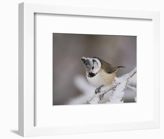 Crested Tit, Lenzerheide, Switzerland-Rolf Nussbaumer-Framed Photographic Print