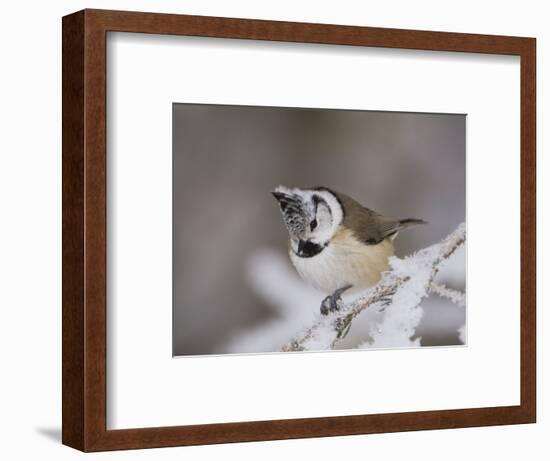 Crested Tit, Lenzerheide, Switzerland-Rolf Nussbaumer-Framed Photographic Print