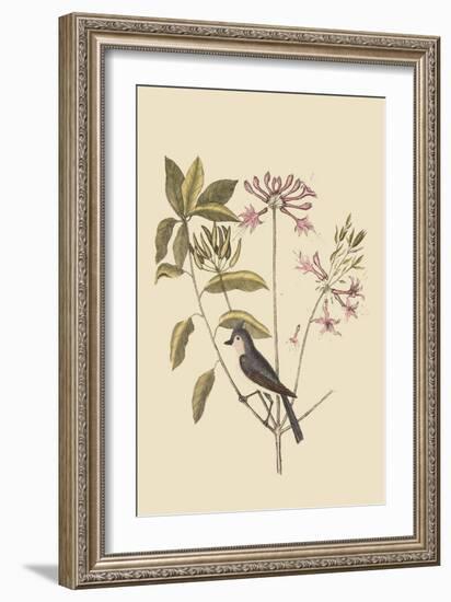 Crested Titmous-Mark Catesby-Framed Art Print