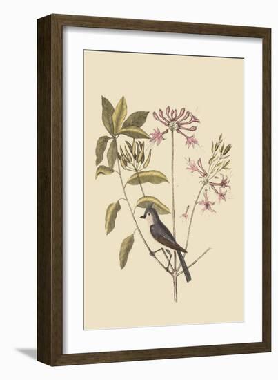 Crested Titmous-Mark Catesby-Framed Art Print