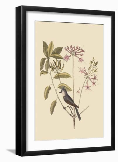 Crested Titmous-Mark Catesby-Framed Art Print