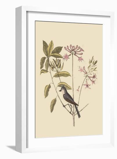 Crested Titmous-Mark Catesby-Framed Art Print