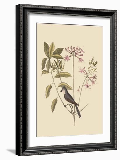 Crested Titmous-Mark Catesby-Framed Art Print