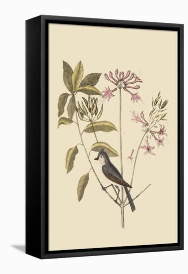 Crested Titmous-Mark Catesby-Framed Stretched Canvas