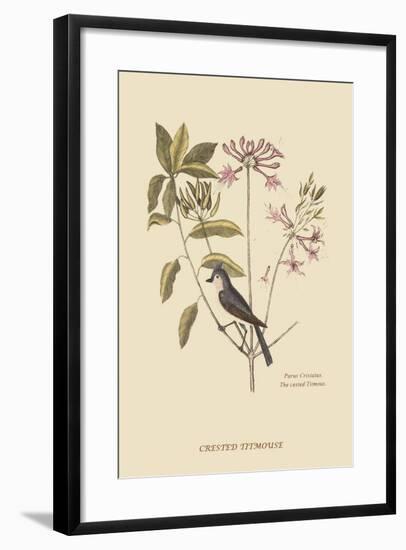 Crested Titmous-Mark Catesby-Framed Art Print