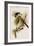 Crested Titmouse-John James Audubon-Framed Art Print