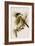 Crested Titmouse-John James Audubon-Framed Art Print