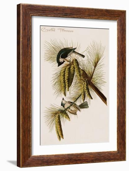 Crested Titmouse-John James Audubon-Framed Art Print