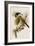 Crested Titmouse-John James Audubon-Framed Art Print