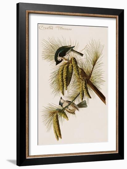Crested Titmouse-John James Audubon-Framed Art Print