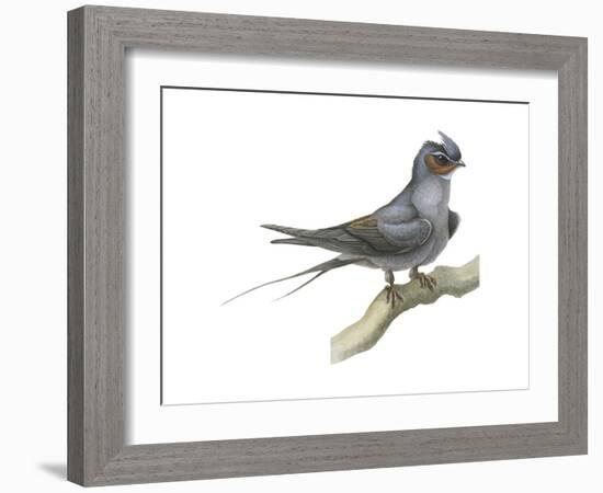 Crested Tree Swift (Hemiprocne Longipennis), Birds-Encyclopaedia Britannica-Framed Art Print