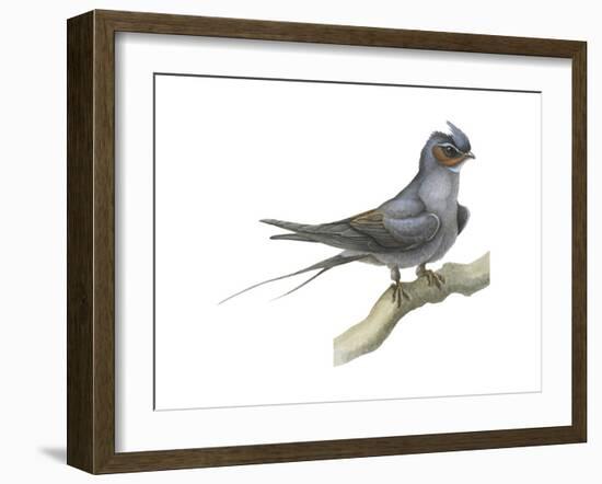 Crested Tree Swift (Hemiprocne Longipennis), Birds-Encyclopaedia Britannica-Framed Art Print