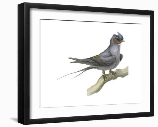 Crested Tree Swift (Hemiprocne Longipennis), Birds-Encyclopaedia Britannica-Framed Art Print