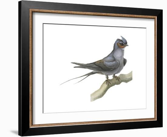 Crested Tree Swift (Hemiprocne Longipennis), Birds-Encyclopaedia Britannica-Framed Art Print