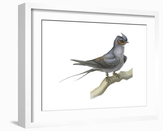 Crested Tree Swift (Hemiprocne Longipennis), Birds-Encyclopaedia Britannica-Framed Art Print