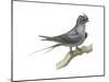 Crested Tree Swift (Hemiprocne Longipennis), Birds-Encyclopaedia Britannica-Mounted Art Print