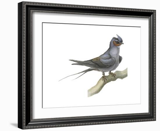 Crested Tree Swift (Hemiprocne Longipennis), Birds-Encyclopaedia Britannica-Framed Art Print