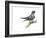 Crested Tree Swift (Hemiprocne Longipennis), Birds-Encyclopaedia Britannica-Framed Art Print