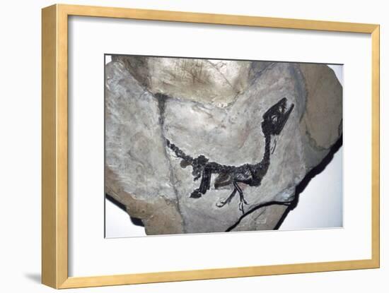 Cretaceous Dinosaur fossil, Mesozoic era-Unknown-Framed Giclee Print